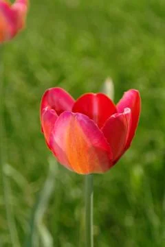 Red tulips 2 Stock Photos