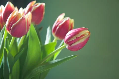 Red Tulips 2 Stock Photos