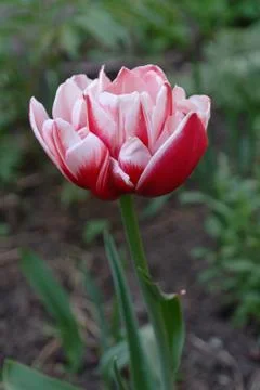 Red tulips 4 Stock Photos