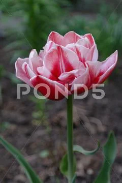 Red tulips 5 Stock Photos