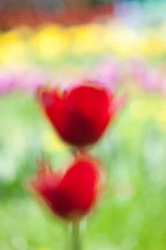 Red tulips, abstraction Foto stock