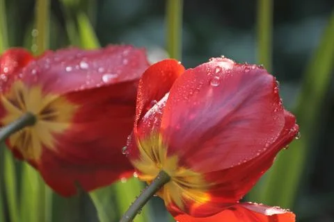 Red tulips after rain 스톡 사진