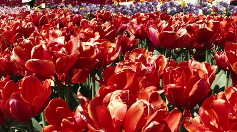 Red tulips and bees Stock Footage 51324391
