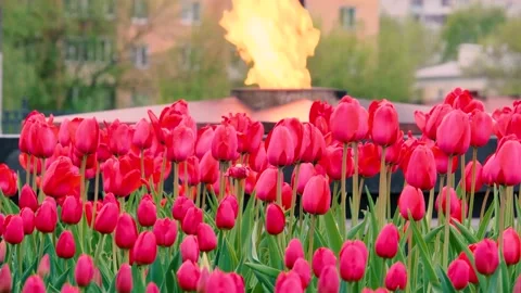 Red tulips and the eternal flame on the tomb of the unknown soldier Stock Footage 239930786