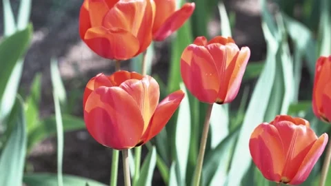 Red tulips and a flying bee. spring, flowers in the garden. Stock Footage 239922802