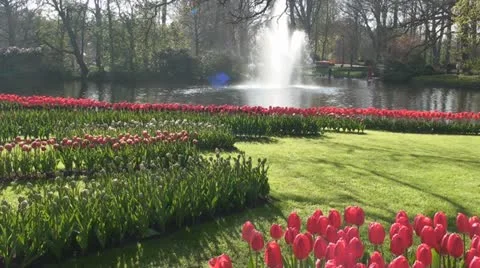 Red tulips and Fountain Stock Footage