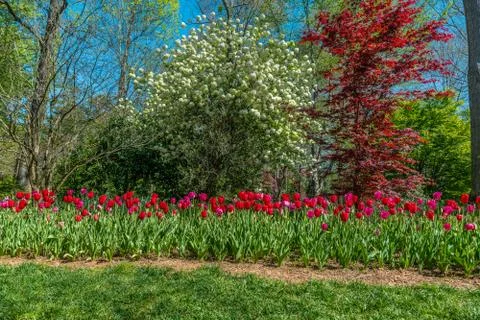 Red tulips and a Hydrangea tree Stock Photos