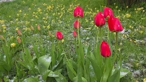 Red tulips and yellow cowslips blooming through fresh spring snow. Beautifu.. Vídeos de archivo 334448596