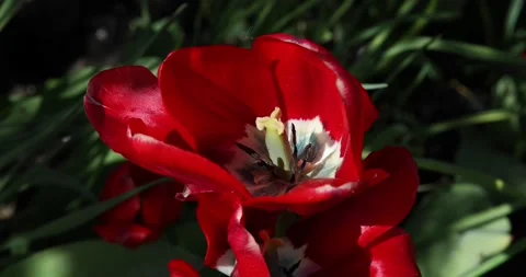 Red tulips are swaying in the wind. Stock Footage 196190874