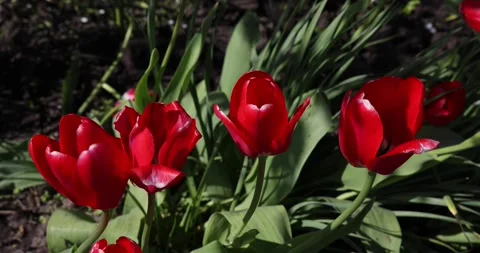 Red tulips are swaying in the wind. Stock Footage 196190881