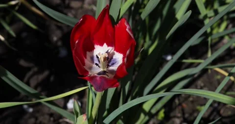 Red tulips are swaying in the wind. Stock Footage 196190895
