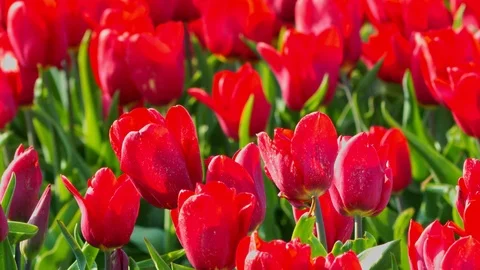 REd tulips for background Stock Footage 120445122