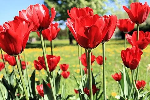 Red tulips on a background of grass, trees and sky Stock Photos