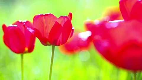 Red tulips on a background of green grass Stock Footage 72382126