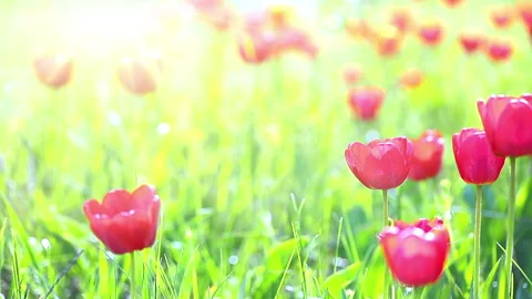 Red tulips on a background of green grass Stock Footage 99450696