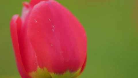 Red tulips background pattern texture spring flowers for womans day. Slow motion Stock Footage 207478111