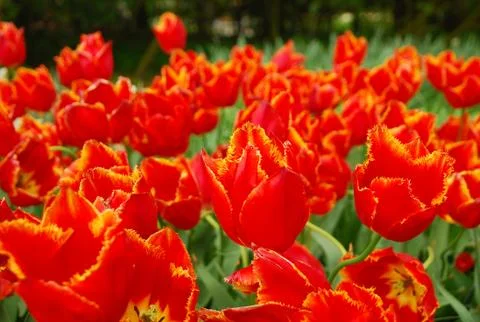 Red tulips. background Stock Photos