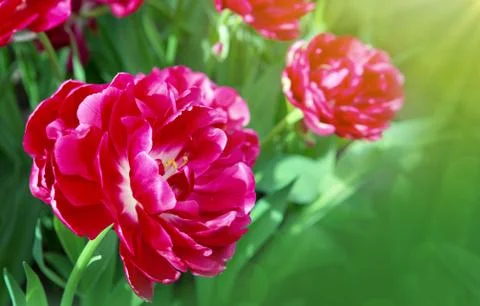 Red tulips background. Stock Photos