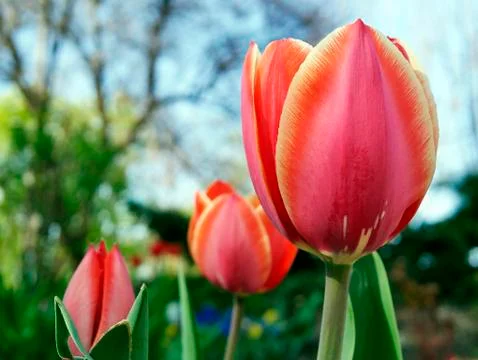 Red tulips on a background of a spring park and seasonal flowers Stock Photos