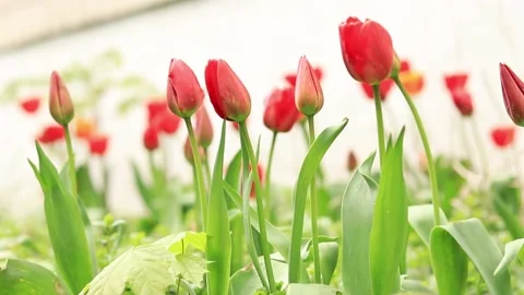 Red tulips on the background of a white wall, close-up Stock Footage 239186209