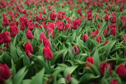 Red tulips, backgrounds 写真素材
