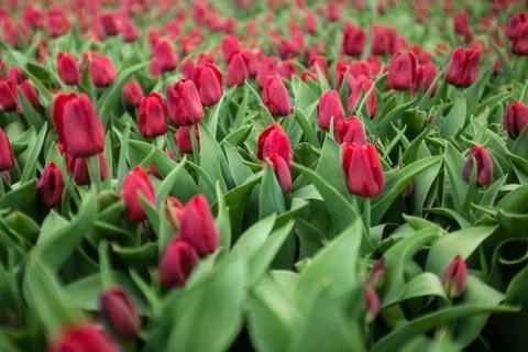 Red tulips, backgrounds 写真素材