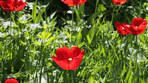 Red tulips in backlight. Stock Footage 89814482