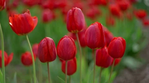 Red tulips with beautiful bokeh sway in the wind. Stock Footage 205522453