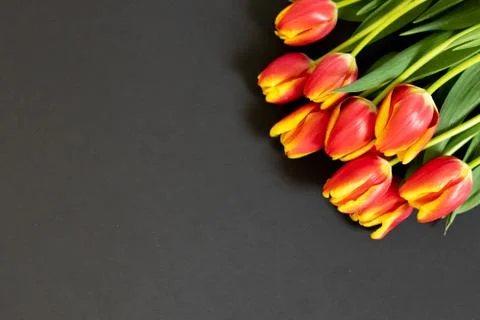 Red tulips on the black background. Flat lay, top view. Woman day background Stock Photos