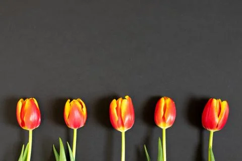 Red tulips on the black background. Flat lay, top view. Woman day background Stock Photos
