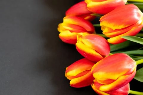 Red tulips on the black background. Flat lay, top view. Woman day background Stock Photos