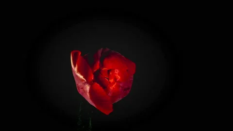 Red tulips on black background Stock Footage 131077974