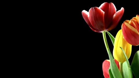 Red tulips on black background Stock Footage 254892377