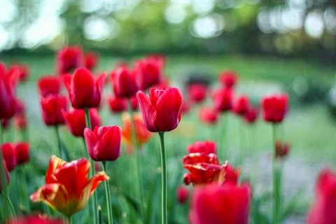 Red Tulips in Bloom Foto stock