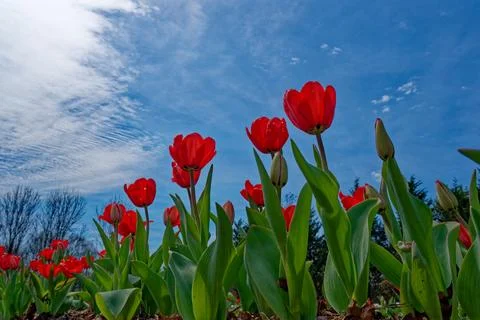 Red tulips in bloom Stock Photos
