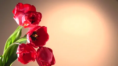 Red tulips bloom. Time lapse. Video stock 62941144