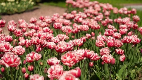 Red tulips bloomed in spring. Field with blooming spring flowers. Stock Footage 270246586