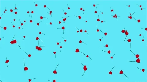 Red tulips blooming and rotating Stock Footage 74958564