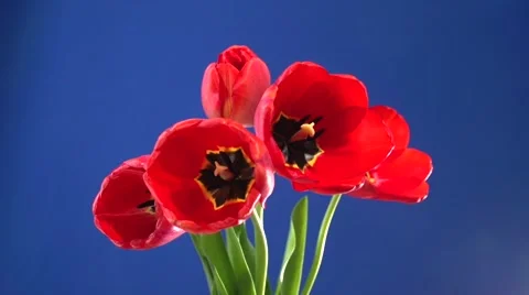 Red tulips blooming on a blue background. Time-lapse. Chromakey. Video stock 62941133