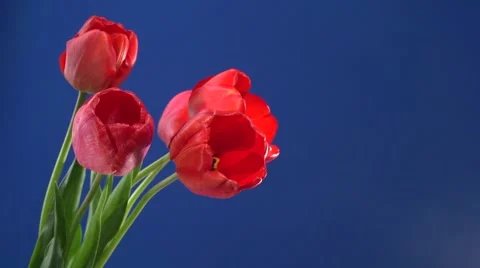 Red tulips blooming on a blue background.  Time lapse Stock-Footage 62941150