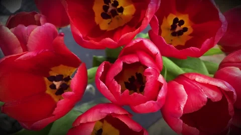 Red Tulips Blooming with Slow Camera Movement in Spring Garden Stock-Footage 337167645
