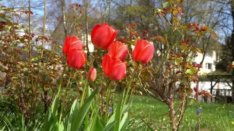 Red tulips blooming in a spring garden, Vibrant floral scenery with fresh Stock Footage 339590728