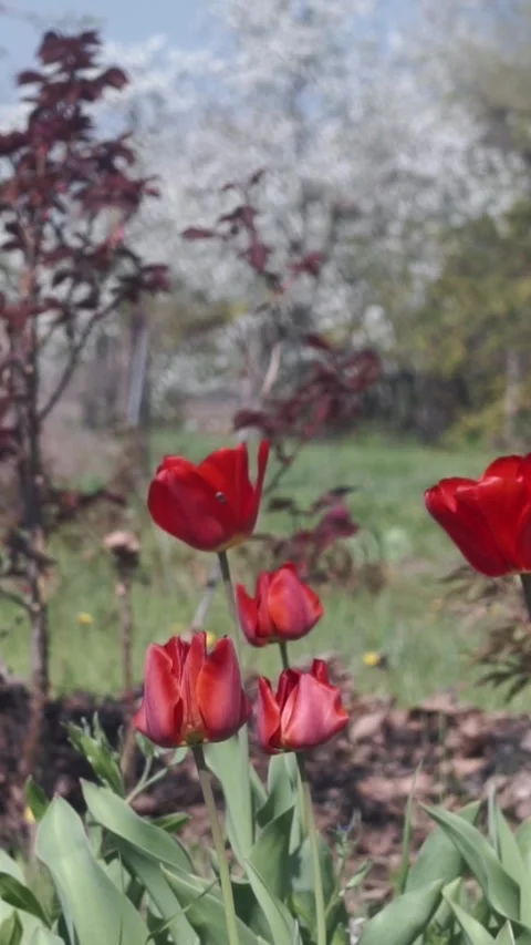 Red Tulips Blooming in Spring Garden Bed Outdoors Stock Footage 346640564