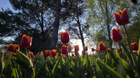 Red Tulips Blooming In Sunny Spring Garden Vídeo Stock 342595333
