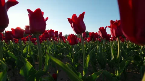 Red Tulips Blooming In Sunny Spring Field At Sunset 库存影片 343550770