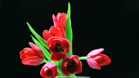 Red tulips blooming time laps Stock Footage 10304955