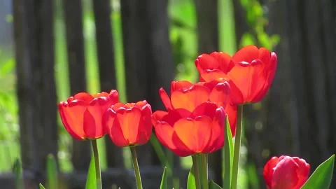 Red tulips blowing the wind close up Stock Footage 153573675