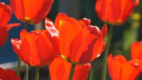 Red tulips blowing in the wind Stock Footage 116868218
