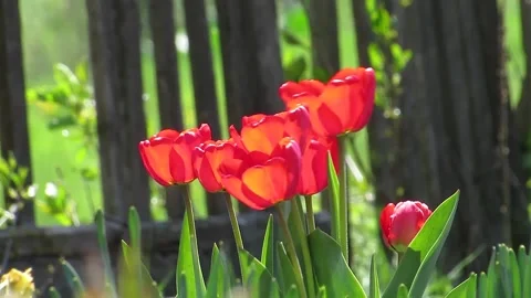 Red tulips blowing the wind Video stock 153576053