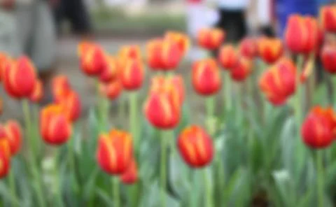 Red tulips blurred background. Stock Photos